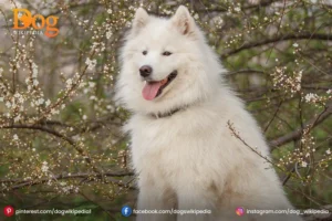 Samoyed Akita Dog : A Friendly Pet Dog