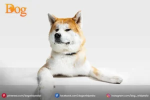 AKITA INU: INTRODUCTION FREINDLY PET