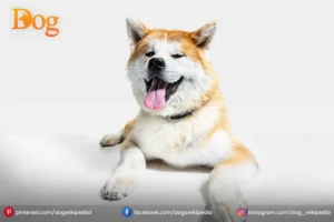 AKITA INU: INTRODUCTION FREINDLY PET