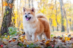 Akita Puppy 