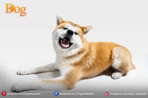 AKITA INU: INTRODUCTION FREINDLY PET