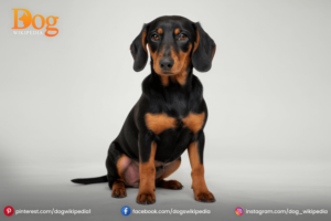 Dachshunds : A Friendly Pet Dog