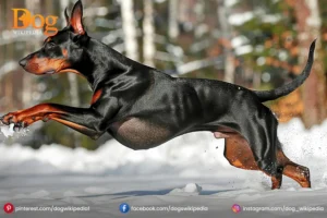 Mini Doberman : A Friendly Pet Dog