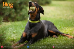 Doberman Puppy : A Friendly Pet Dog