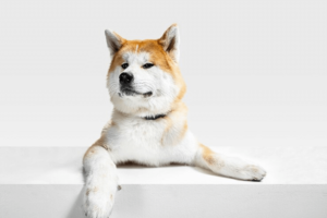 Japanese Akita Dog Breed 