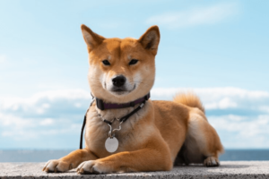 Japanase Akita Dog Breed