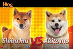 Akita Inu vs Shiba Inu