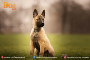 Belgian Shepherd : A Friendly Pet Dog