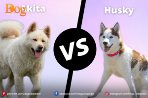 Akita Inu Siberian Husky Mix : A Friendly Dog Pet