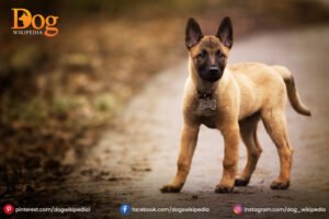 Belgian Shepherd : A Friendly Pet Dog