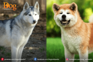 Akita Inu Siberian Husky Mix : A Friendly Dog Pet