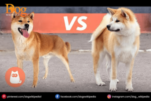 Akita Inu vs Shiba Inu 