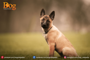 Belgian Shepherd : A Friendly Pet Dog