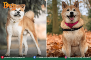 Akita Inu vs Shiba Inu 