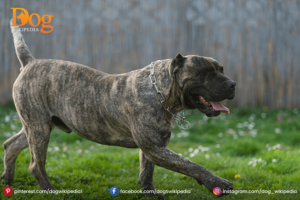 Presa Canario  A Friendly Pet Dog