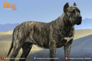 Presa Canario  A Friendly Pet Dog