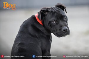 Black Presa Canario 