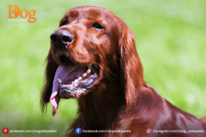 Long Hair Dachshunds 