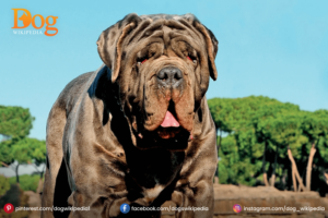 Presa Canario Mastiff Dog 