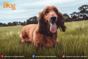 Long Hair Dachshunds 