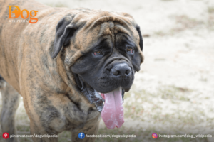 Presa Canario Mastiff Dog 