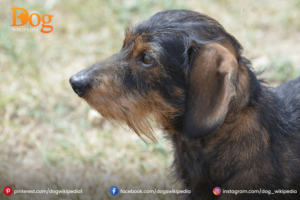 Miniature Dachshund 