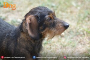 Long Hair Dachshunds 