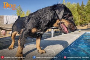 Presa Canario Mastiff Dog 